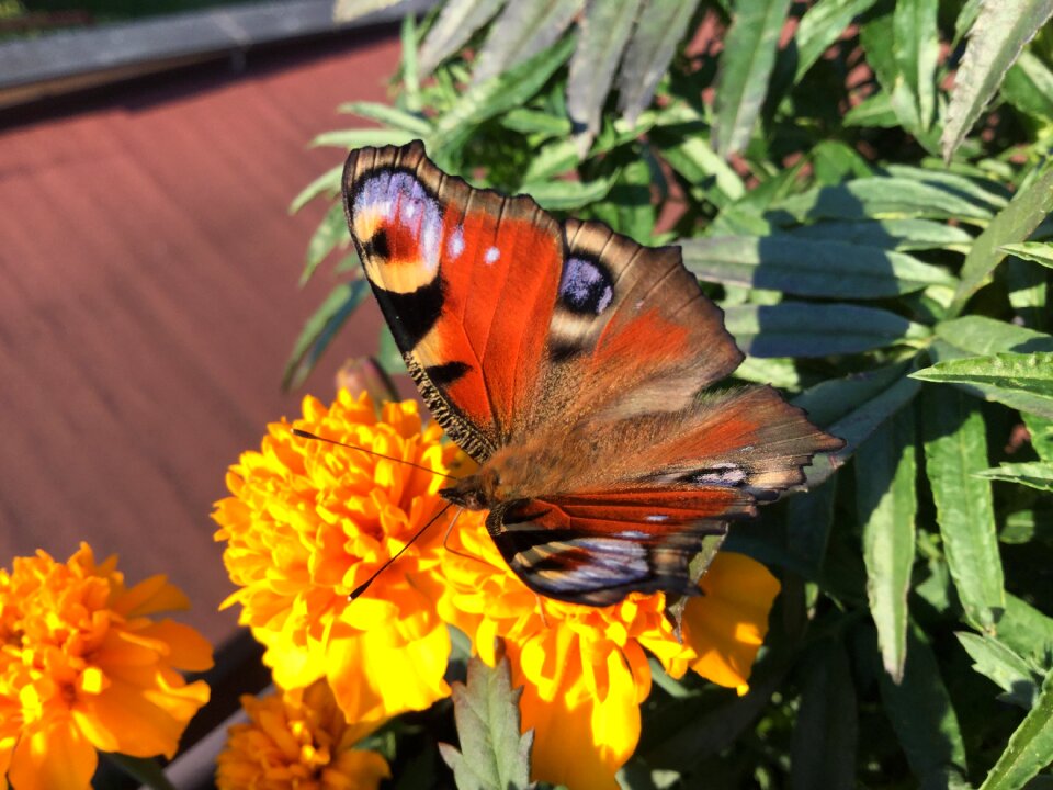 Wings flower butterfly wings
