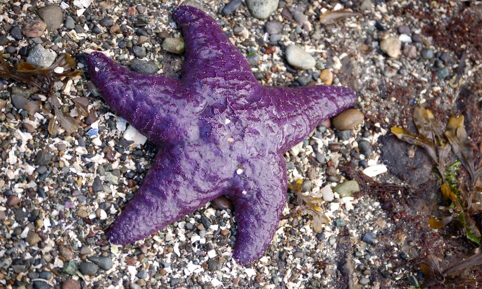 Sea nature
