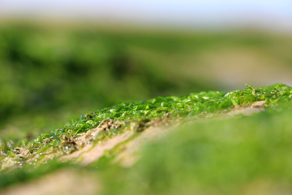 Algae seaside wet
