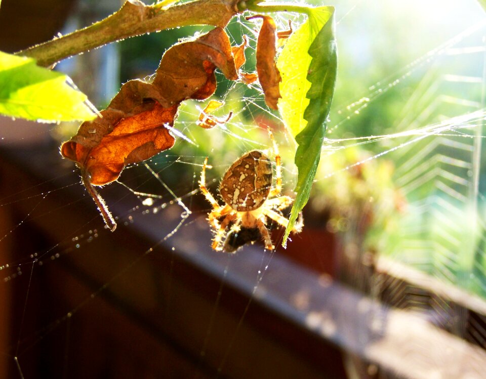 Crusader spider insect animal