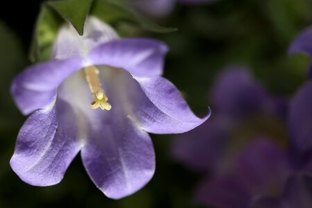 Macro nature bell