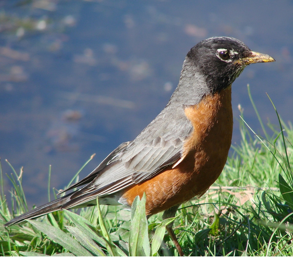 Bird walking daytime