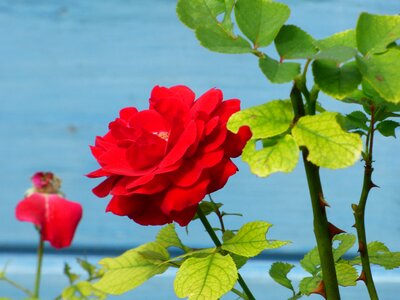Nature love red roses photo