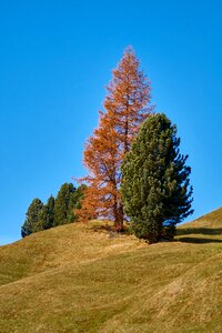 Golden autumn fall color landscape