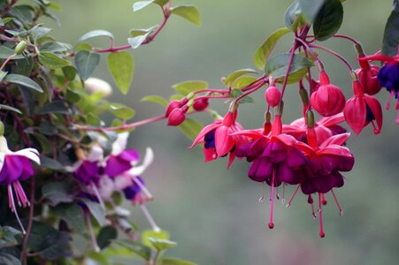 Earring fuchsia greenhouse