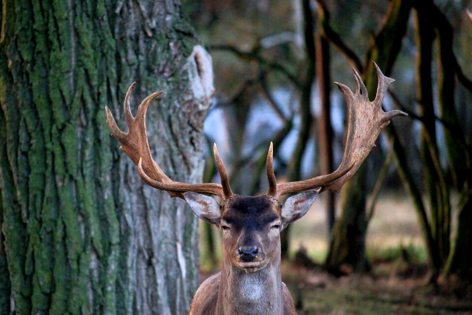 Forest nature wild