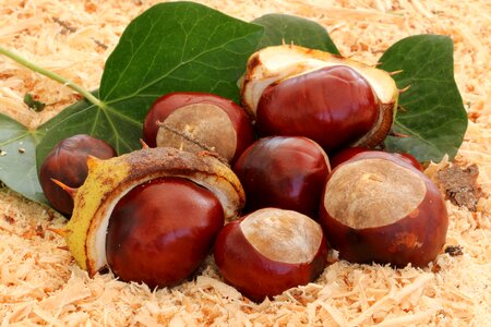 Chestnut leaves spur shell