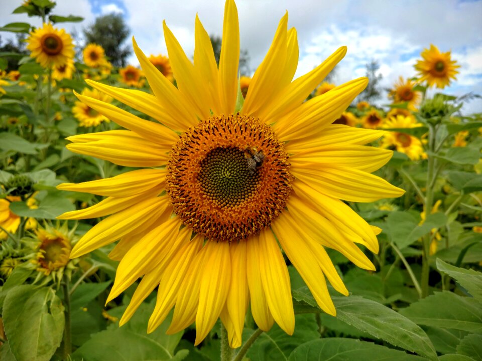 Summer yellow flower