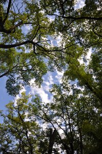 Ppt backgrounds big trees blue sky