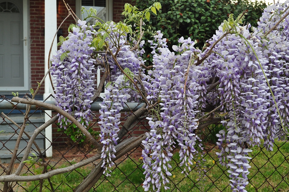 Wisteria floral plants