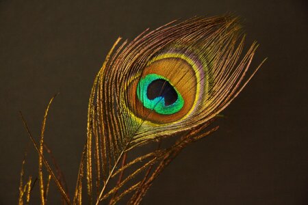 Green peacock feathers iridescent