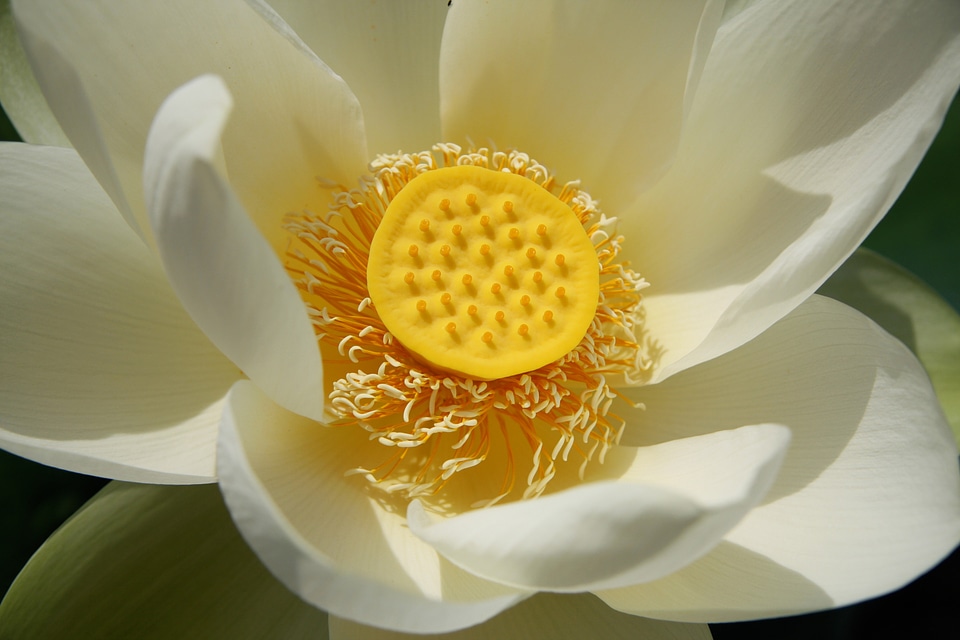 Flower plant blossom