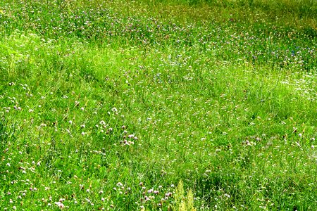 Plant meadow summer photo
