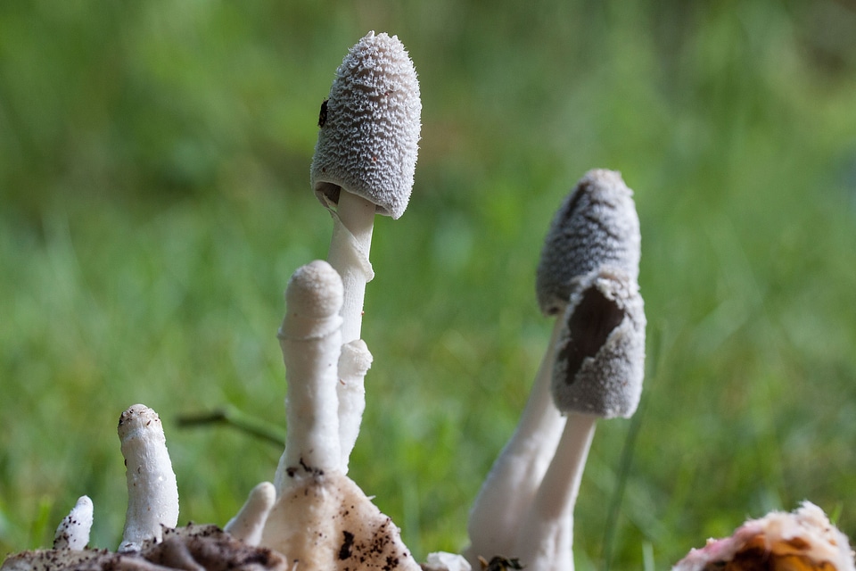 Flocked compost mushroom insect