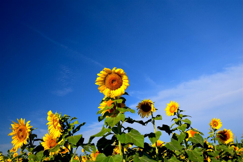 Rural nature yellow