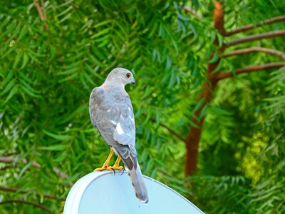 Hunting eagle feathers