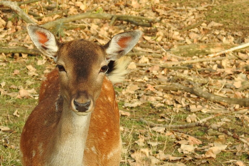 Forest nature animal