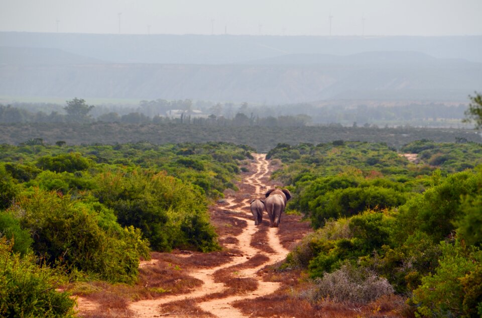 African bush elephant elephant family away