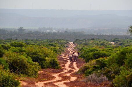 African bush elephant elephant family away
