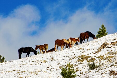 Italy the abruzzo national park national park of abruzzo