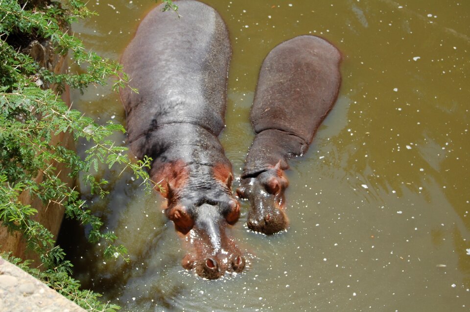 Park hippo zoo