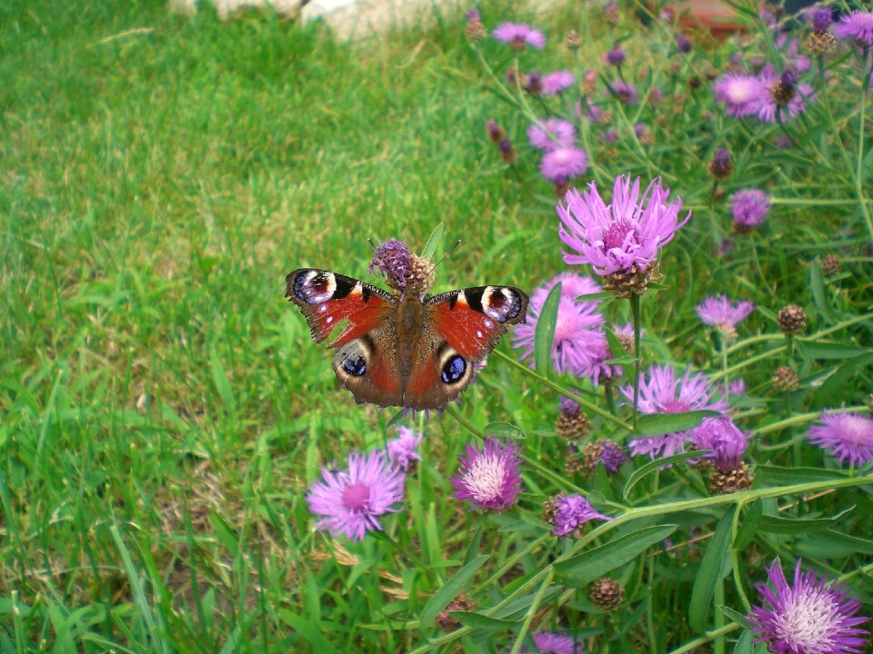 Nature garden wing