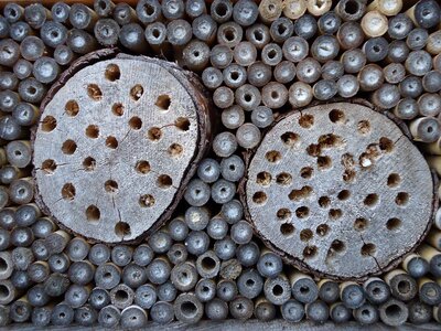 Insect hotel insects wood