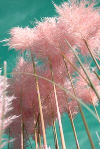 Grasses stems cortaderia