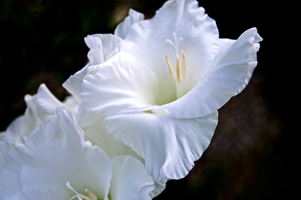 White nature plant