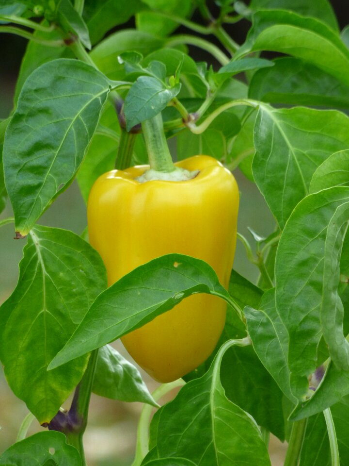 Vegetable garden kitchen food
