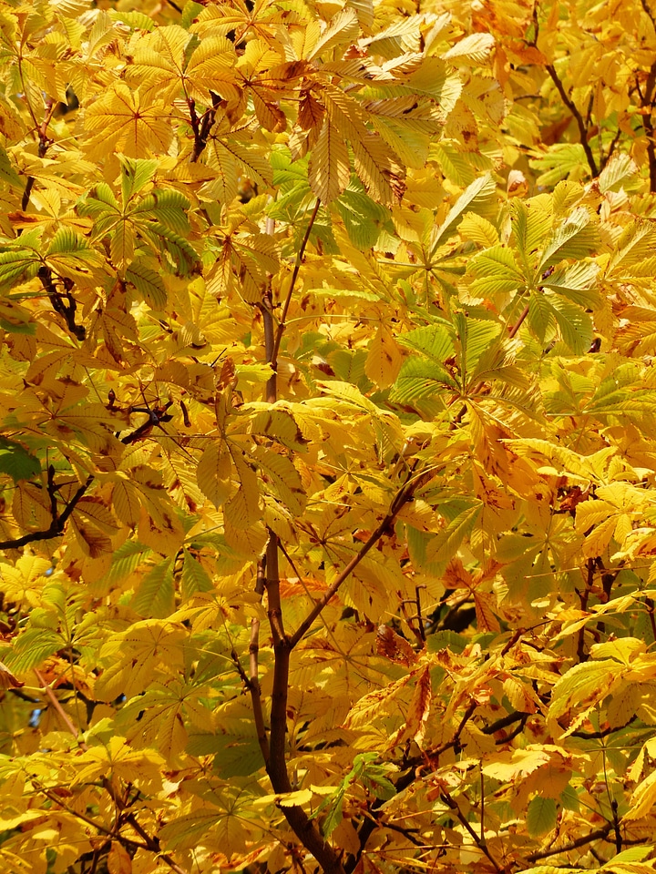 Shining yellow yellow green