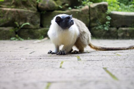 Animal animals zoo