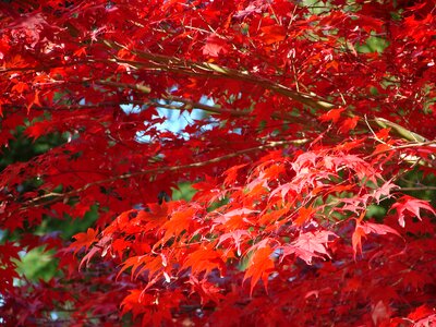 Red vivid nature photo