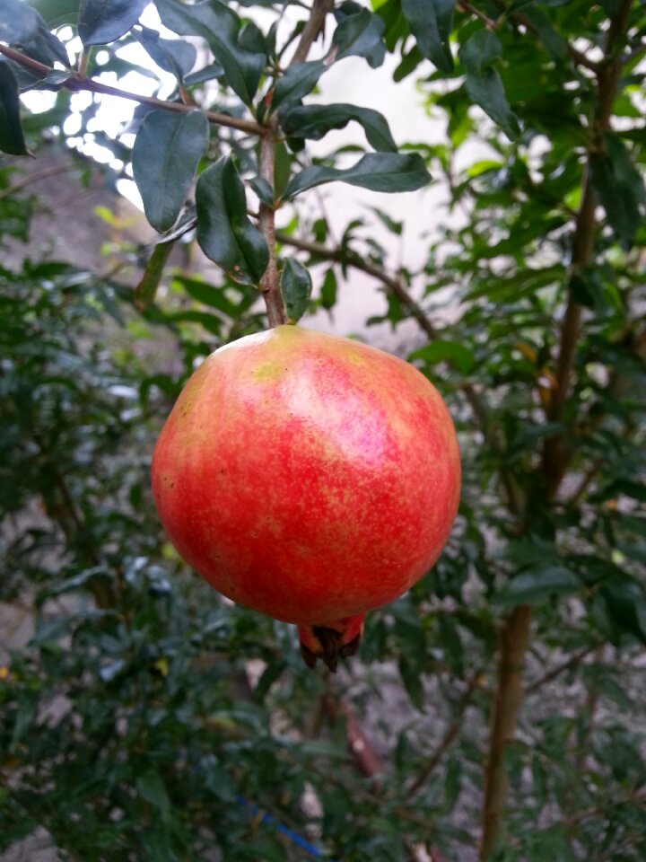 Nature plants garden