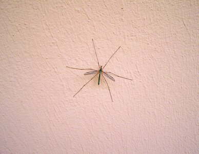 Male mosquito insect animal
