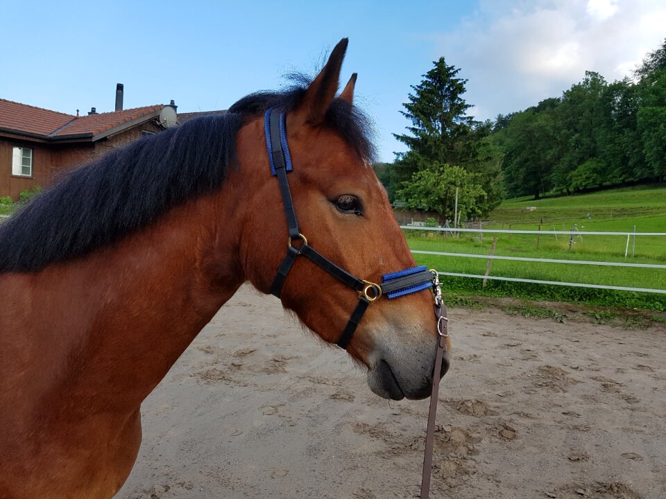 Cavesson animals lunging