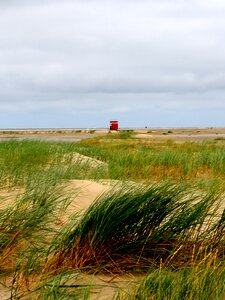 North sea sea grass mood photo