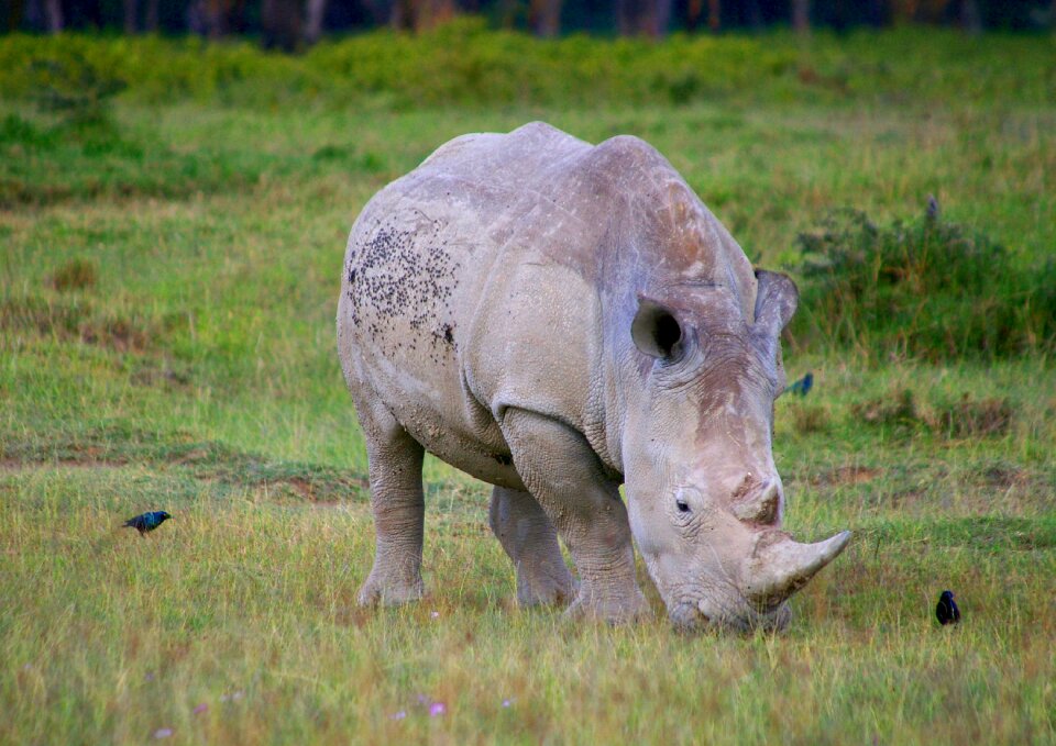 Safari big game pachyderm