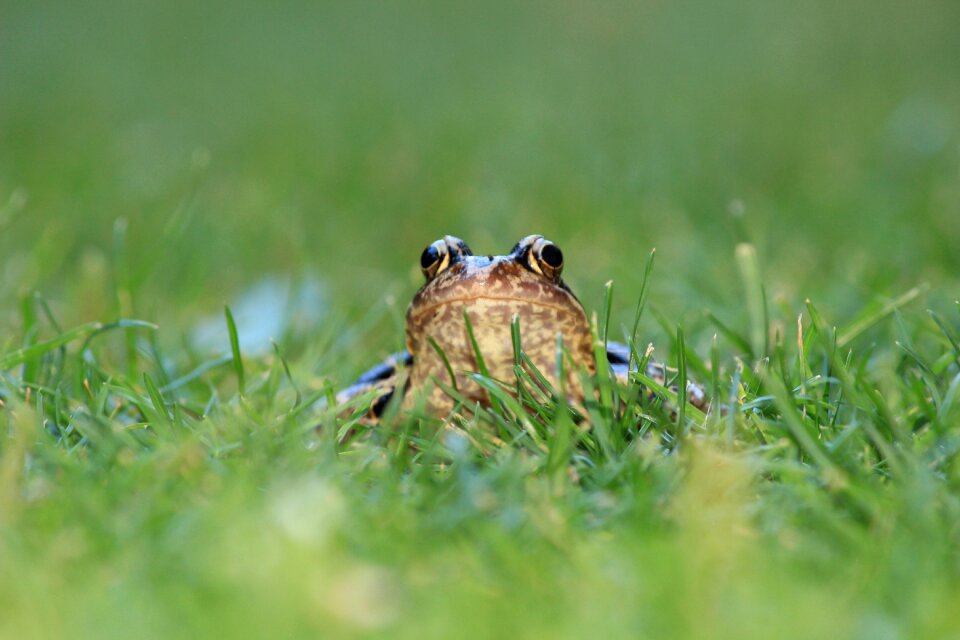 Toad meadow amphibians