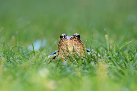 Toad meadow amphibians photo
