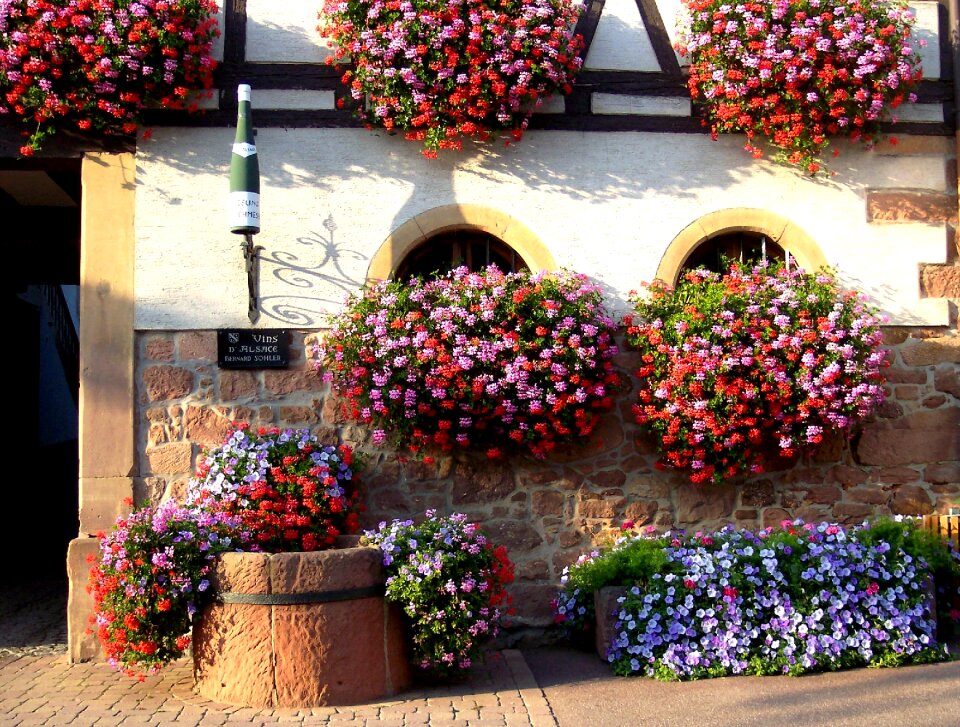 Flowers geraniums facade fleurie