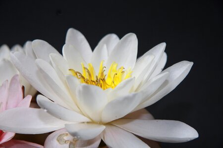Aquatic plant pond plant bloom