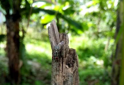 Fly insect forest