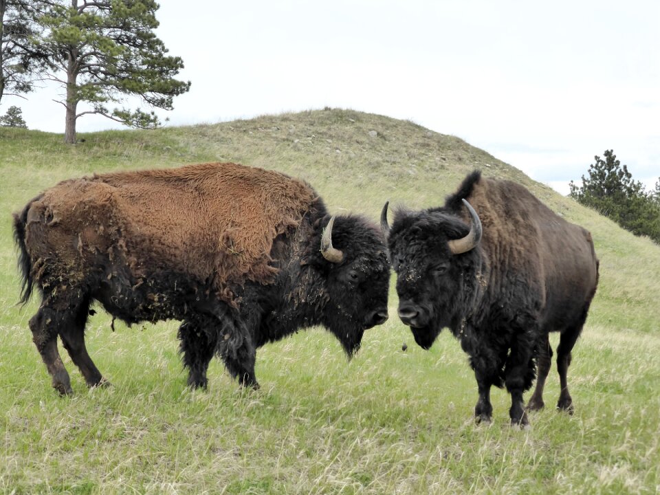 America animal wild
