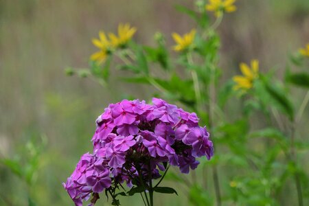 Purple flowers natural floral