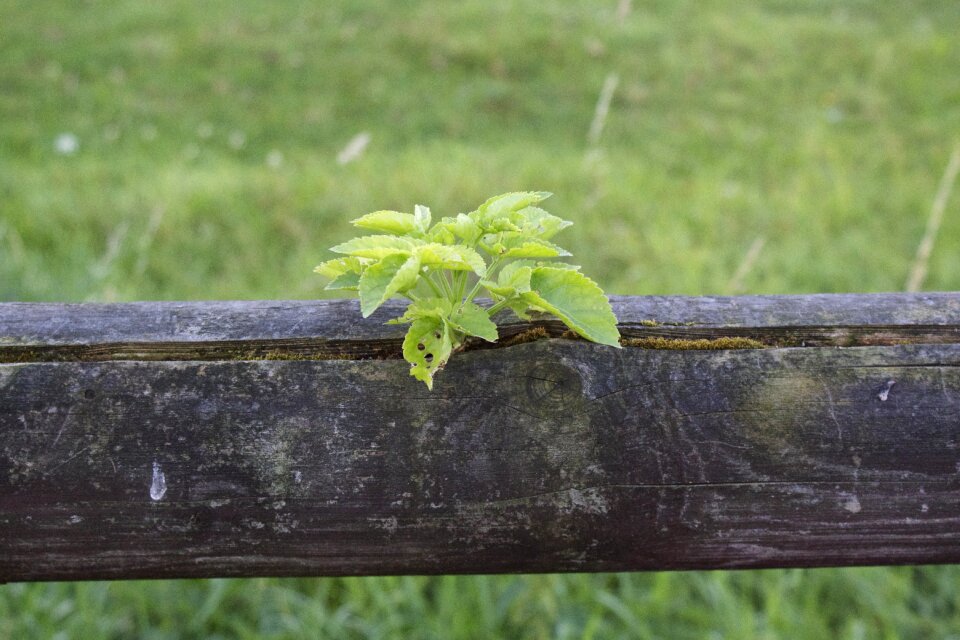 Plant fence nature green
