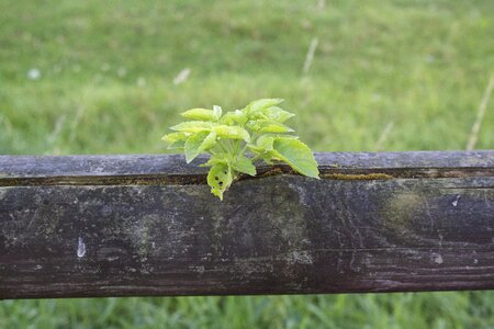 Plant fence nature green