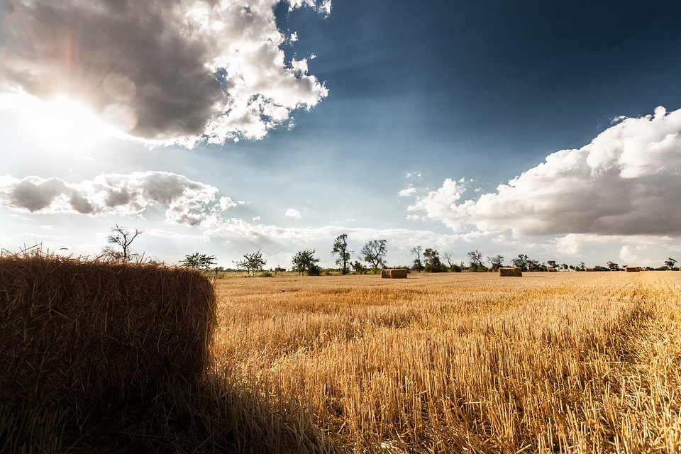 Harvest field agriculture