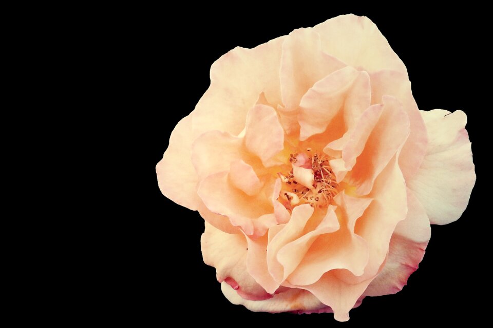 Bloom flower rose blooms