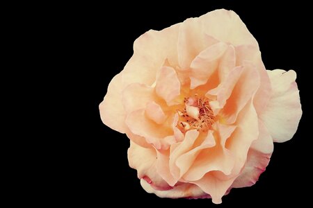 Bloom flower rose blooms